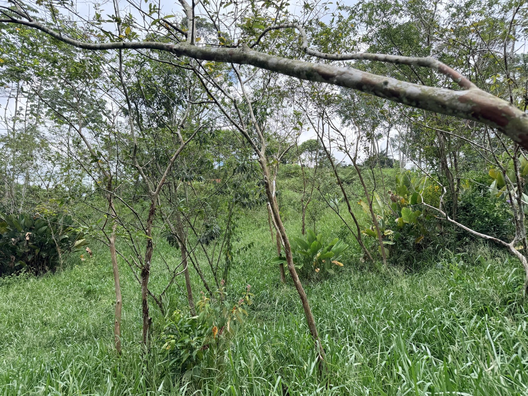 Nature with view